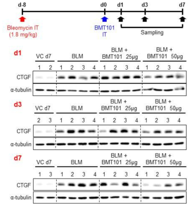 BMT101을 투여한 폐섬유화 동물모델에서의 시간에 따른 CTGF 단백질 발현량