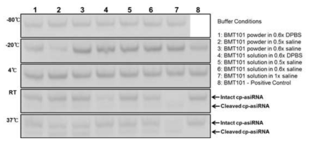 보관 조건에 따른 BMT101의 안정성