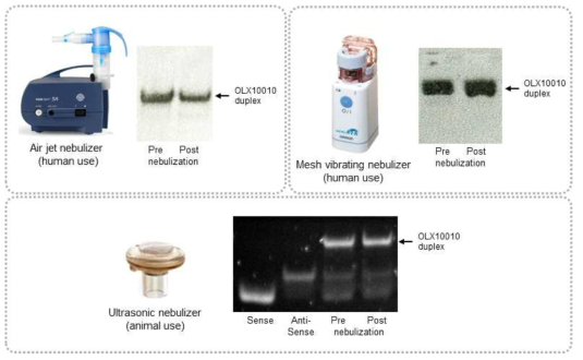 여러 Nebulizer type에서의 BMT101의 구조 안정성