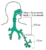 입자도에 따른 호흡기관 내 입자 축적 부위