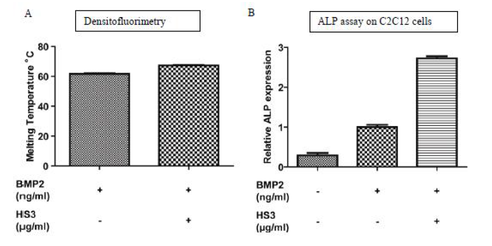 (A) Densitofluorimetry 와 (B) ALP 측정을 이용한 HS3의 유효성 평가