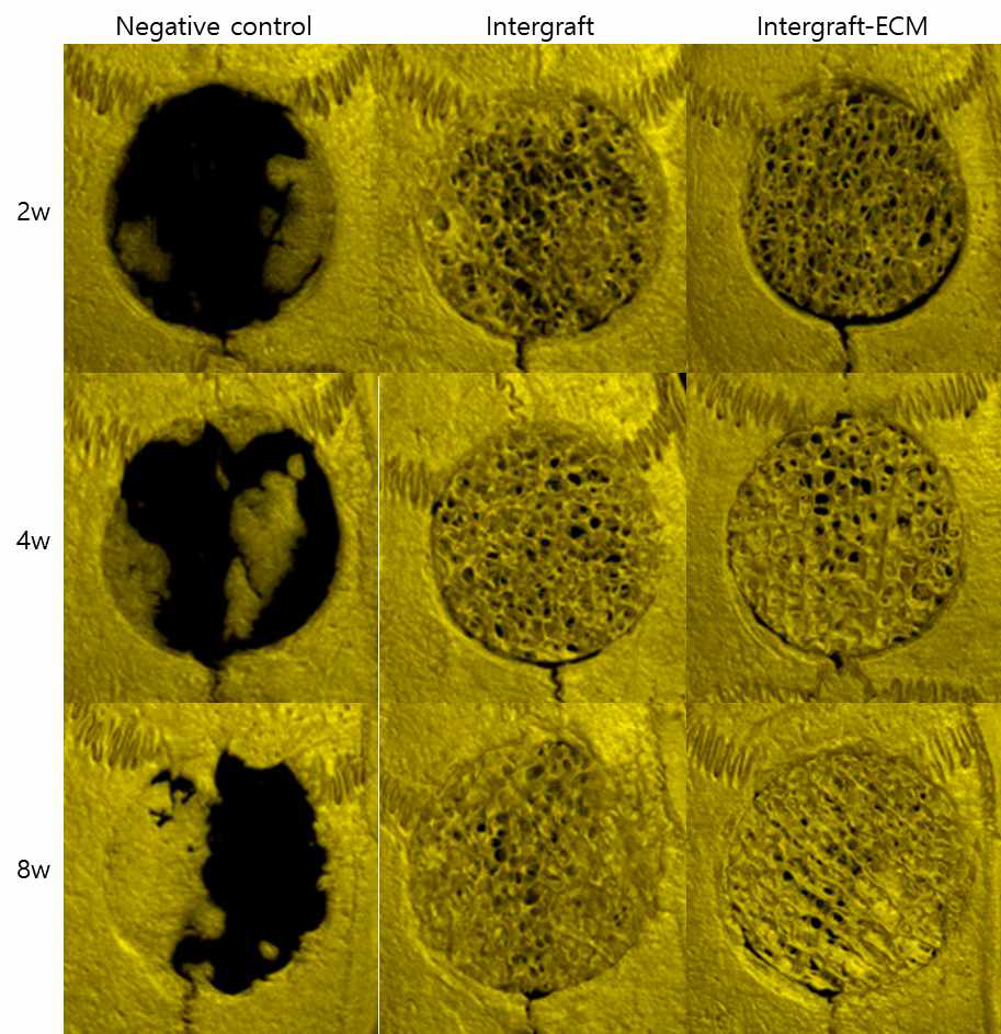 micro-CT 촬영 결과 대표 이미지