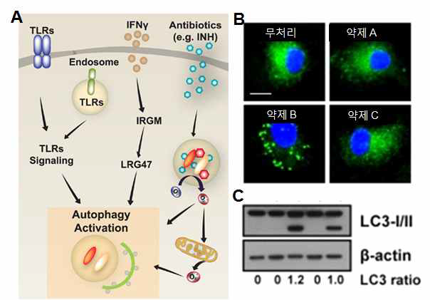 항결핵 방어능을 유도하는 자가포식과 실험결과의 예: A) 다양한 사이토카인과 선천면역활성인자들은 자가포식을 유도하여 결핵균을 사멸함 B) 약제 B는 강력한 자가포식을 유도함 C) 자가포식 활성도를 LC3-1/II 단백질 확인으로 측정