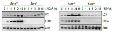 자가포식 유도체 AICAR와 RSV의 면역세포 내 신호전달 매개핵수용체 발현