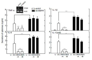 OMS-A와 OMS-B의 AMPK 의존적 사이토카인 생성