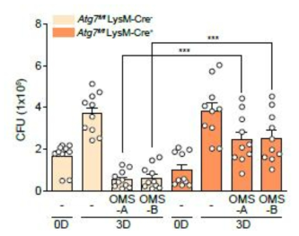 Atg7 결손 마우스 대식세포의 OMS-A와 OMS-B에 의한 항결핵능 분석