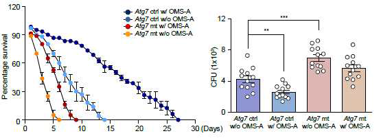 Atg7 결손 결핵균 감염 초파리 모델에서의 OMS-A에 의한 생존율 및 항결핵능 분석