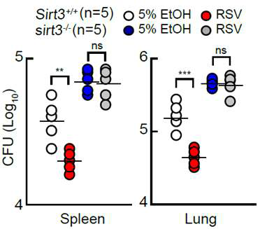 SIRT3 야생형과 결핍 마우스 결핵균 감염 모델에서 resveratrol 투여 후 비장과 폐조직 내 결핵균 생균수의 변화