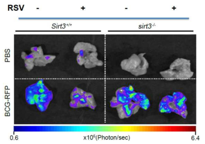 SIRT3 야생형과 결핍 마우스 결핵균 감염 모델에서 resveratrol 투여 후 비장과 폐조직 내 BCG 결핵균 생균수의 변화에 대한 형광 분석