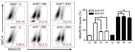 SIRT3 야생형과 결핍 마우스 대식세포에 결핵균 감염 후 resveratrol 혹은 honokiol 처리에 의한 미토콘드리아 유래 활성산소의 변화 관찰(우, 정량분석)