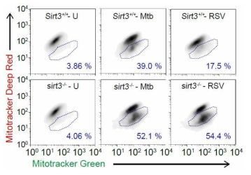 SIRT3 야생형과 결핍 마우스 대식세포에서 resveratrol 투여 후 세포 내 dysfunctional mitochondria의 변화 측정(우, 정량분석)