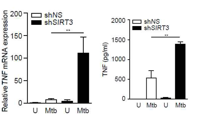 건강인 말초혈액 단핵구 유래 대식세포에서 SIRT3 knockdown에 의한 TNF 유전자와 단백질 생성의 변화 분석