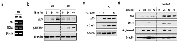 큰포식세포의 극성 변화에 따른 p53의 발현에 Nutlin3의 영향 분석