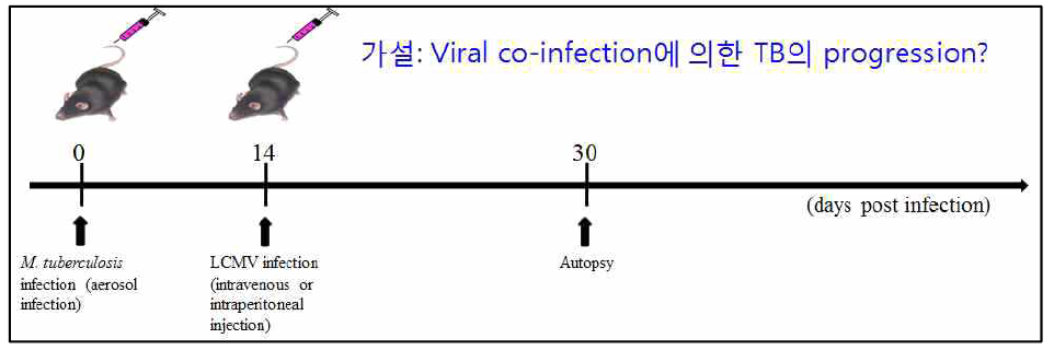 고병원성 결핵균과 LCMV의 혼합감염을 통한 중증결핵 모델 확립