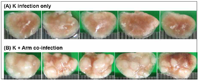 중증결핵모델에서 lung gross pathology