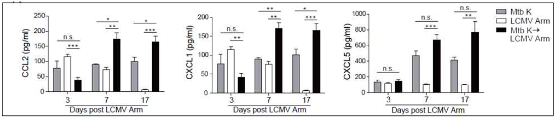 중증결핵모델에서 폐 chemokine 분석