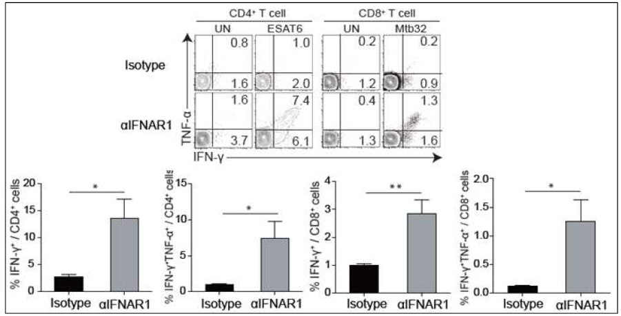 Type I IFN 수용체 blocking 후 결핵균 특이적 T cell의 IFN-g 생성 능력 분석