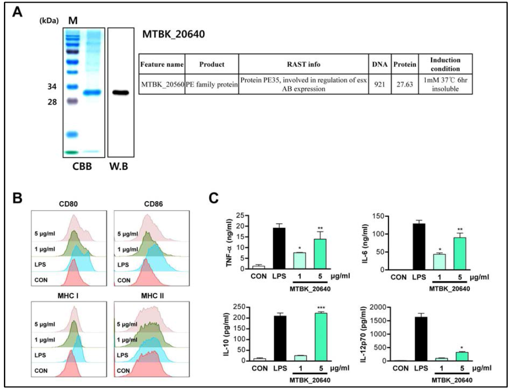 한국형 결핵균 k-strain 특이 발현 MTBK20640 정제 및 수지상세포 활성화