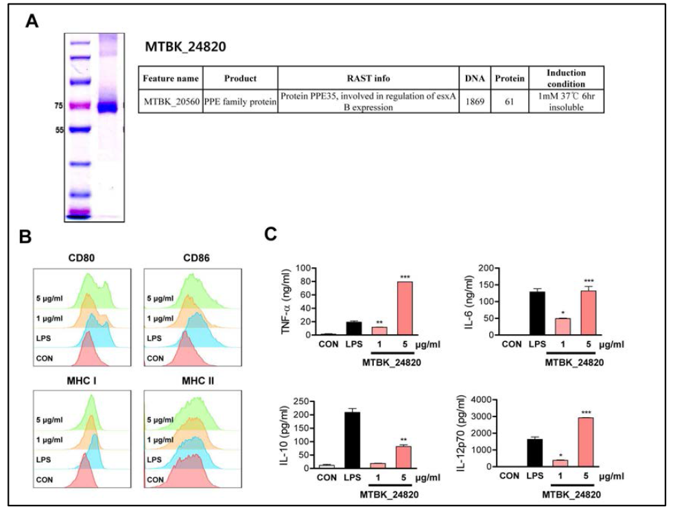 한국형 결핵균 k-strain 특이 발현 MTBK24820 정제 및 수지상세포 활성화