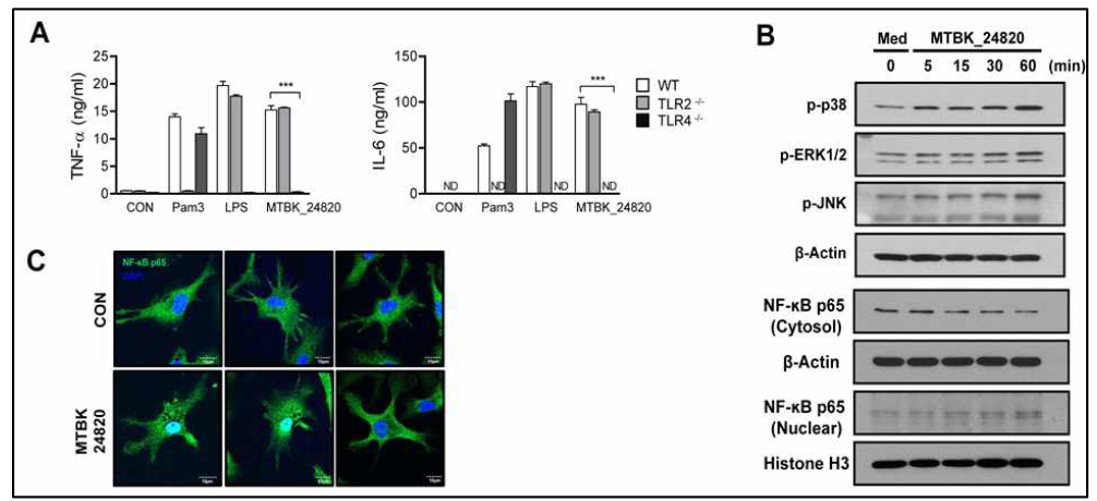 MTBK24820 수지상세포 활성화 기전