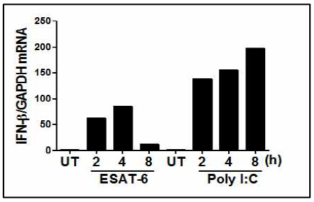 MH-S 세포에서 ESAT6처리에 의한 IFN-β 생성