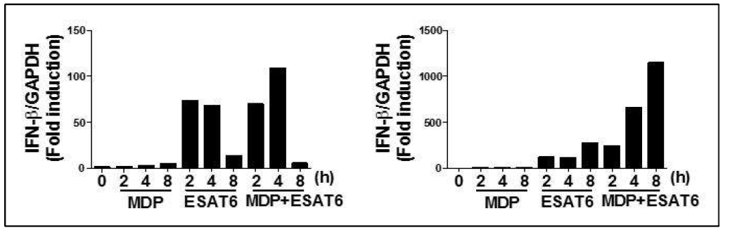 MH-S 세포에서 ESAT6와 MDP의 시너지 효과