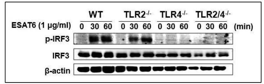 WT, TLR2-/-, TLR4-/-, TLR2/4 DKO mouse 에서 ESAT6 처리에 의한 IRF3 인산화 발현 측정