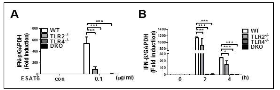 대식세포에서 ESAT6에 의한 IFN-β 유전자 발현에서 TLR2와 TLR4의 관련성