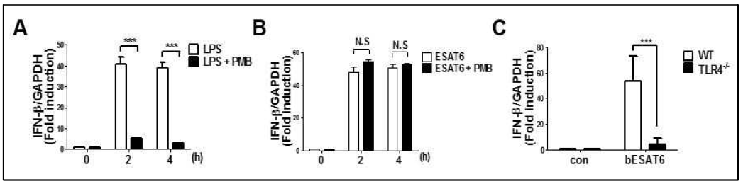 대식세포에서 ESAT6에 의한 IFN-β 유전자 발현에서 endotoxin 오염 가능성 배제