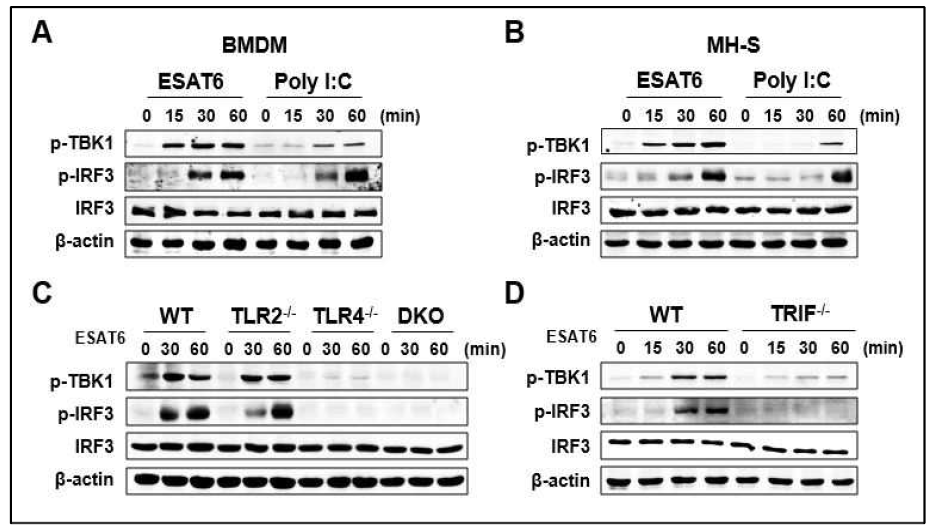 대식세포에 ESAT6 처치 했을 때 TLR4-TRIF을 통한 TBK1과 IRF3의 인산화