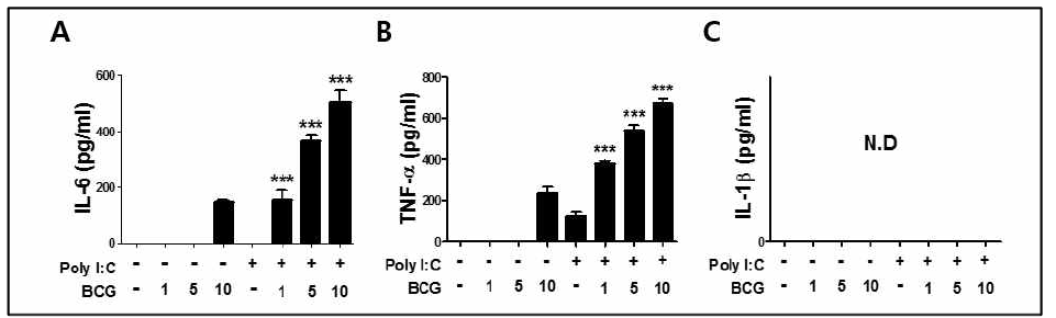 대식세포에서 poly I:C 전처리 후 BCG 감염에 의한 proinflammatory cytokine 생성