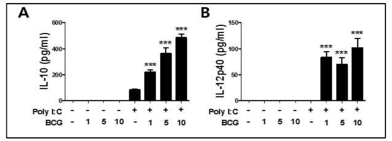 대식세포에서 poly I:C 전처리 후 BCG 감염에 의한 cytokine 생성