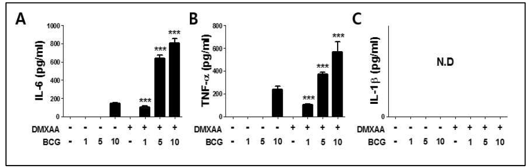 대식세포에서 DMXAA 전처리 후 BCG 감염에 의한 (A) IL-6, (B) TNF-α 및 (C) IL-1β 생성. DMXAA 24 시간 전처리 후 MOI 1, 5, 10으로 감염시킨 시킴. 감염 24 시간에 세포 상층액을 수집하였음