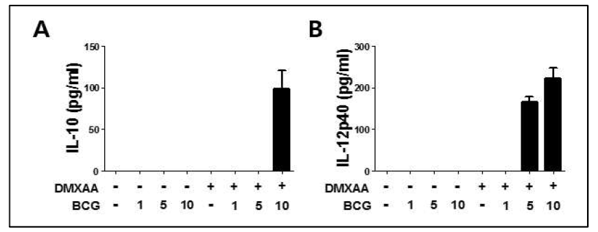 대식세포에서 DMXAA 전처리 후 BCG 감염에 의한 (A) IL-10, (B) IL-12 생성