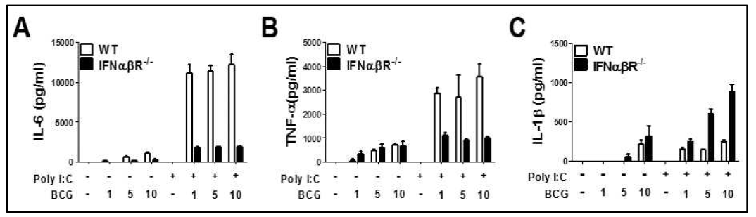 WT과 IFNαβR KO 마우스의 골수에서 분리한 대식세포에 poly I:C 전처리 후 BCG 감염에 의한 (A) IL-6, (B) TNF-α 및 (C) IL-1β 생성