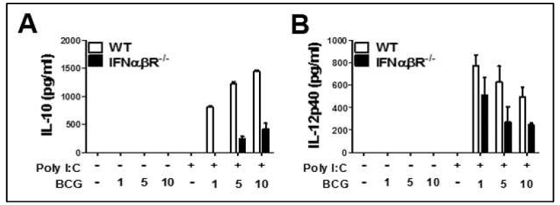 WT과 IFNαβR KO 마우스의 골수에서 분리한 대식세포에 poly I:C 전처리 후 BCG 감염에 의한 (A) IL-10, (B) IL-12 생성