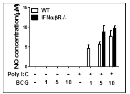 WT과 IFNαβR KO 마우스의 골수에서 분리한 대식세포에 poly I:C 전처리 후 BCG 감염에 의한 NO 생성