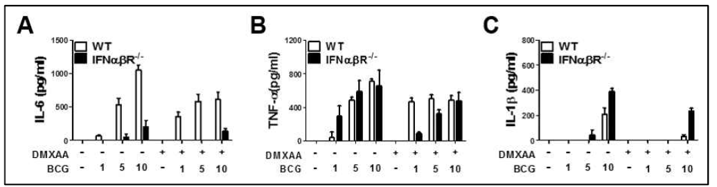 WT과 IFNαβR KO 마우스의 골수에서 분리한 대식세포에 DMXAA 전처리 후 BCG 감염에 의한 (A) IL-6, (B) TNF-α 및 (C) IL-1β 생성