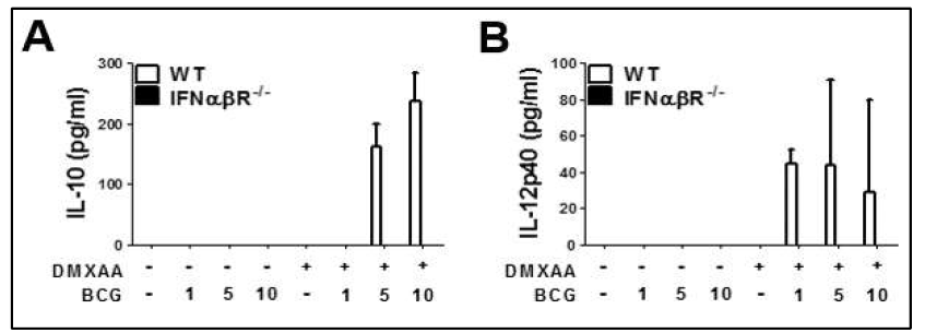WT과 IFNαβR KO 마우스의 골수에서 분리한 대식세포에 DMXAA 전처리 후 BCG 감염에 의한 (A) IL-10, (B) IL-12 생성