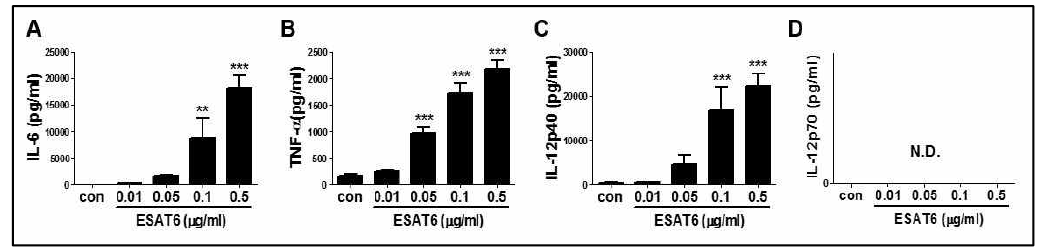 수지상세포에서 ESAT6에 의한 사이토카인 생성