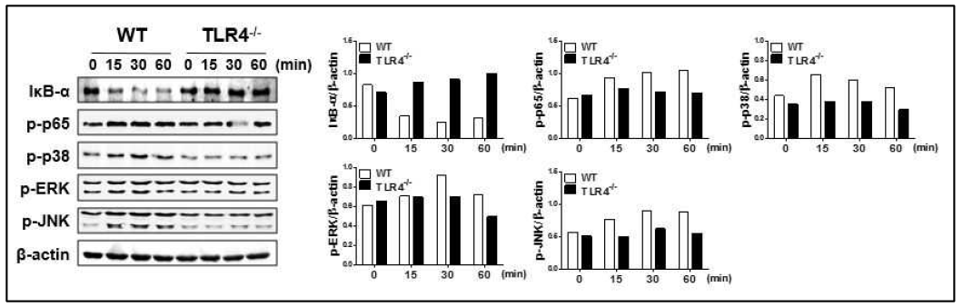 수지상세포에서 TLR4를 통한 ESAT6에 의한 NF-κB와 MAPKs 활성화