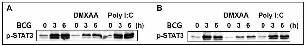 MDSCs에서 STAT3 활성과 Type I IFNs의 역할 규명 (좌) LPS+GM-CSF로 분화시킨 MDSCs, (좌) ESAT6+GM-CSF로 분화시킨 MDSCs