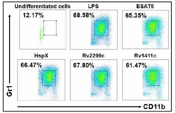 MDSCs 분화 (CD11c-CD11b+Gr1int)