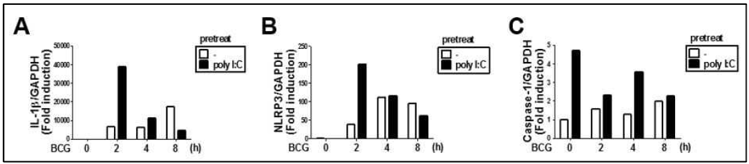 대식세포 Poly I:C 전처리 후 BCG 감염에 의한 (A) IL-1β, (B) NLRP3와 (C) Caspase-1 유전자 발현