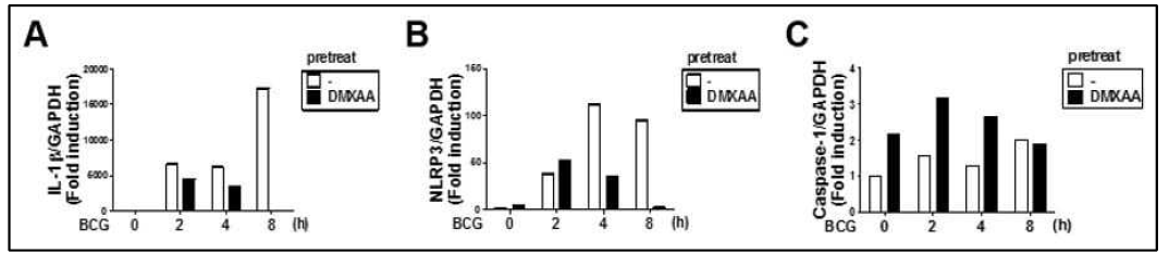 대식세포 DMXAA 전처리 후 BCG 감염에 의한 (A) IL-1β, (B) NLRP3와 (C) Caspase-1 유전자 발현