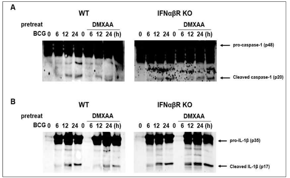 WT과 IFNαβR KO 마우스에서 분리한 대식세포에서 DMXAA 전처리 후 BCG 감염에 의한 (A) pro-caspase-1 and cleaved caspase-1 , (B) pro-IL-1β and cleaved IL-1β 발현