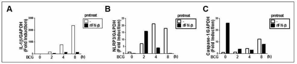 대식세포에서 rIFN-β 전처리 후 BCG 감염에 의한 (A) IL-1β, (B) NLRP3와 (C) Caspase-1 유전자 발현