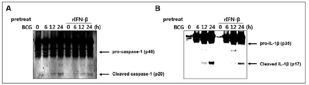 대식세포에서 rIFN-β 전처리 후 BCG 감염에 의한 (A) pro-caspase-1 and cleaved caspase-1 , (B) pro-IL-1β and cleaved IL-1β 발현