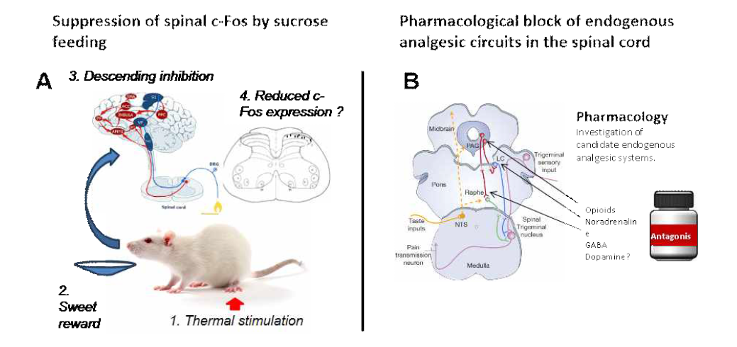 A) 섭식 보상으로 인해 통증 지표인 c fos 등의 발현이 감소함을 조직 염색법을 이용해 확인함. B) 척수강내 약물 주사를 통하여 뇌의 하행성 경로를 찾음
