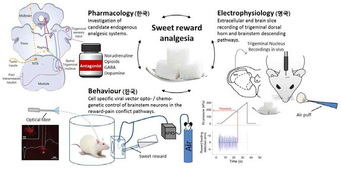 본 실험실에서 계획했던 연구 추진 전략. 1) 한국 서울대학교에서 섭식 보상에 의한 진통 기전을 규명하기위한 동물 행동 실험 모델을 구축 2) 위 행동 실험 모델을 기반으로 척수강내 약물 주입을 통하여 관련 기전을 탐색 3) 영국 브리스톨대학에서 광유전학을 통하여 중추신경계 활성을 통한 진통 가능성 및 기전 규명